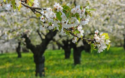 Palme tra i ciliegi di Pecetto Torinese – 2 apr