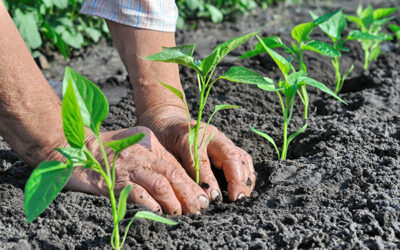 Calvisano (BS), è Fiera dell’agricoltura – 9/10 marzo