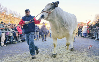 Carrù (CN) celebra il bollito con la Fiera del bue grasso – 12/15 dicembre