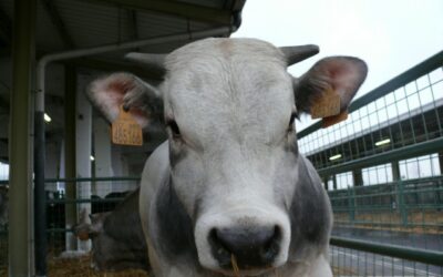 Lombardia Carne, la storica fiera torna a Rovato (BS) dal 17 al 19 marzo