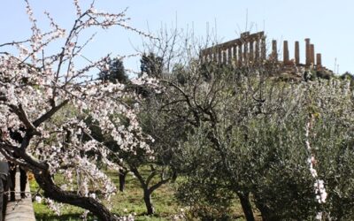 Mandorlo in fiore Agrigento – 9/12 marzo