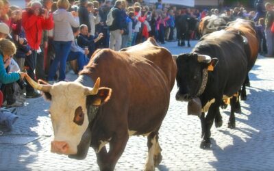 Devétéya, le mandrie sfilano a Cogne (AO) al rientro dalle malghe – 30 sett/1 ott