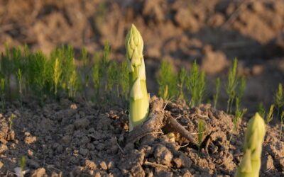 Terlano (BZ) e le “cinque stagioni” con la Festa degli asparagi – 26 aprile