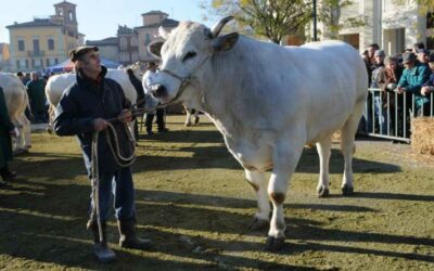 Carrù (CN) celebra il bollito piemontese con la Fiera del bue grasso – 8 dicembre