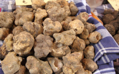 Fiera del Tartufo Bianco, profumi inconfondibili a S.Agata Feltria (RN) – 1/29 ott