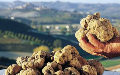 Tartufo Bianco di Alba, ed è fiera 8 ott – 4 dic