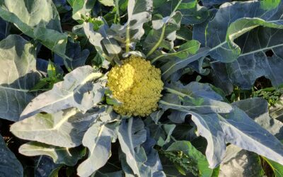 Torbole (TN), è festa del broccolo – 24 gen